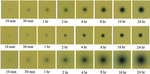 Absorbed dose distributions from beta‐decaying radionuclides: Experimental validation of Monte Carlo tools for radiopharmaceutical dosimetry