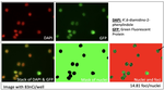 Validation of Monte Carlo Simulations to Assess DNA Damage from 225Ac for Radiopharmaceutical Therapy